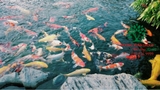 Hồ cá Koi 53