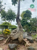 CÂY VẢ