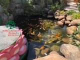 Hồ cá Koi 49