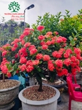CÂY HOA MẪU ĐƠN TA (TRUYỀN THỐNG)