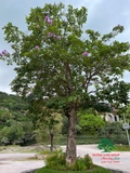 Cây Bằng Lăng