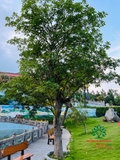 Cây Lộc Vừng