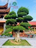CÂY DUỐI