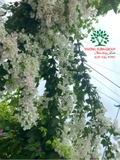 Hoa Giấy