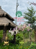 Hoa Lan