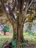 Cây Vú Sữa