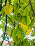 Cây Khế