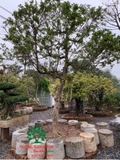 Cây Hoa Nguyệt Quế