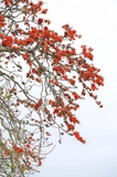 Cây Gạo