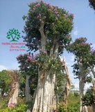Cây Bằng Lăng