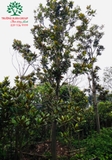 Cây Sen Đất
