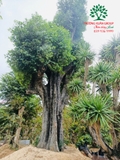 CÂY THỊ