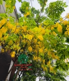 CÂY MUỒNG ANH ĐÀO (HOÀNG YẾN)