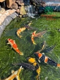 Hồ cá Koi 47