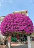 Hoa Giấy
