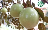 Cây Vú Sữa