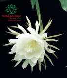 Hoa Quỳnh