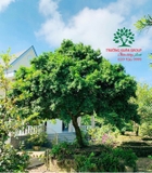 Cây Hoa Nguyệt Quế