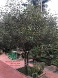 CÂY HOA MỘC HƯƠNG