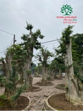 CÂY DUỐI