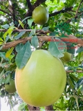 CÂY ĐÀO TIÊN