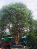 CÂY NHO THÂN GỖ