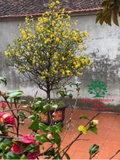 CÂY MAI TỨ QUÝ