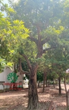 Cây Hồng Xiêm