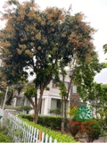 Cây Xoài