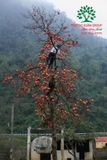 CÂY HỒNG GIÒN