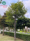CÂY THỊ