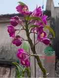Hoa Lan