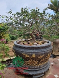 Bonsai 94