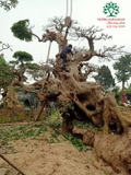 CÂY VỐI