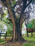 Cây Vú Sữa