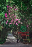 Hoa Giấy