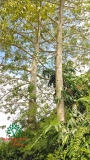 CÂY GẠO
