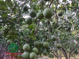 CÂY BƯỞI