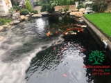 Hồ cá Koi 50