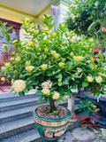 CÂY HOA MẪU ĐƠN TA (TRUYỀN THỐNG)