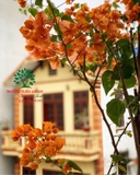 Hoa Giấy