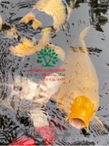 Hồ cá Koi 35