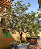 CÂY HOA MỘC HƯƠNG
