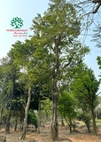 Cây Bồ Quân
