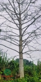 CÂY GẠO
