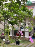 Hoa Lan