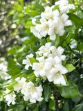 Cây Hoa Nguyệt Quế