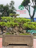 Bonsai 88