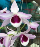 Hoa Lan
