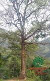 Cây Sang